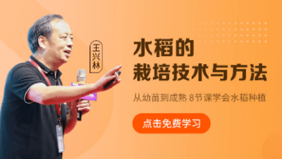 水稻的栽培技术与方法